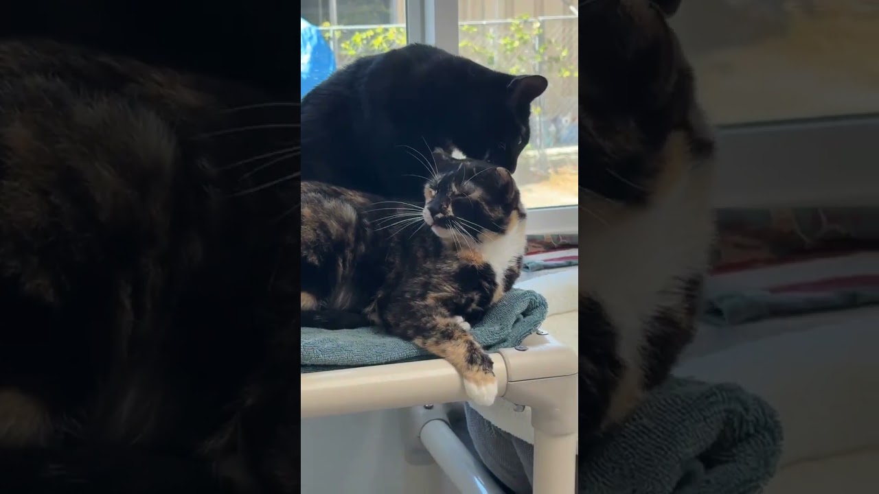 Mamba, a Adoptable Domestic Short Hair in St. Helena, CA video 4/4