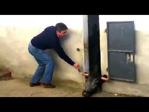Vaca se sale por la tronera