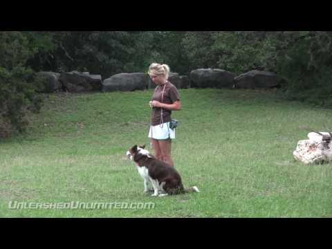 Austin Dog Training - Kaya's Story