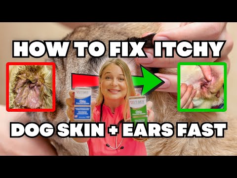 Dog Itchy Skin & Ear infection remedies Over the counter! | Dr. Lindsay Butzer with Zymox products