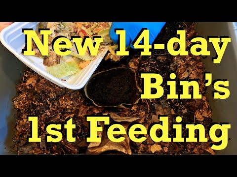 First check-in on newest 14-day red wiggler bin to feed - vermicomposting