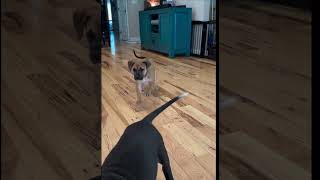 Video preview image #1 American Staffordshire Terrier-Unknown Mix Puppy For Sale in Holly Springs, NC, USA
