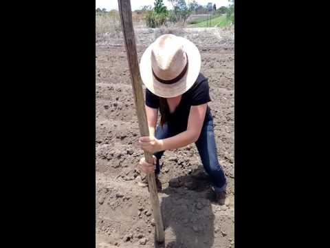 Plantando agave