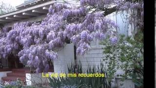 WISTERIA-Richard Shindell