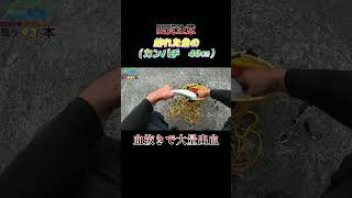 【閲覧注意】魚（カンパチ　40センチ）の血抜きで大量出血！#shorts #釣り #ショアジギング
