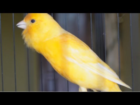 Professor Canário Belga cantando muito !  treinamento canário