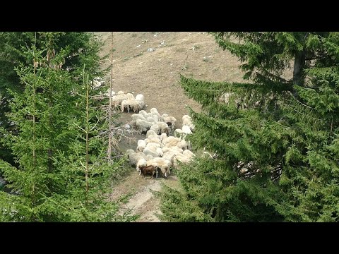 BJESHKA E ZLLONOPOJËS - Reportazh