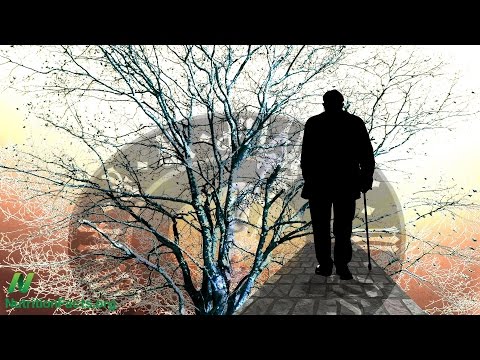 How to Prevent Alzheimer s With Diet