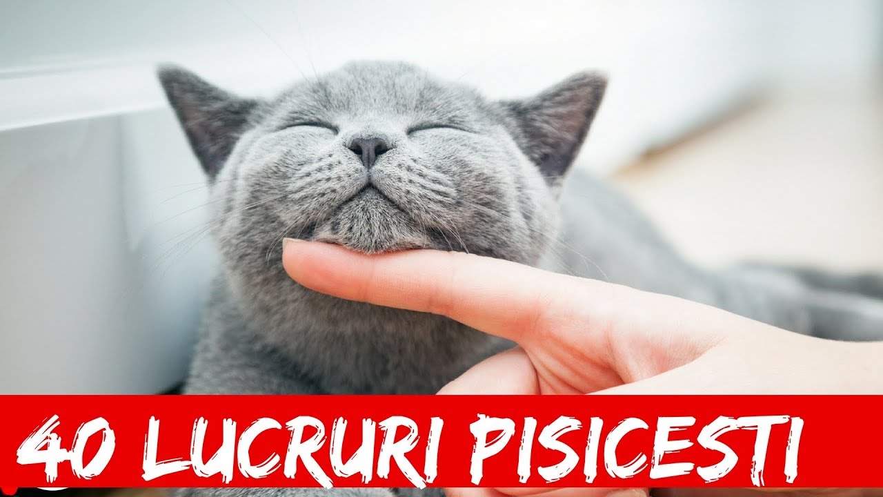 Top 40 Lucruri Care Te Vor Face Sa Iti Iei O Pisica #1