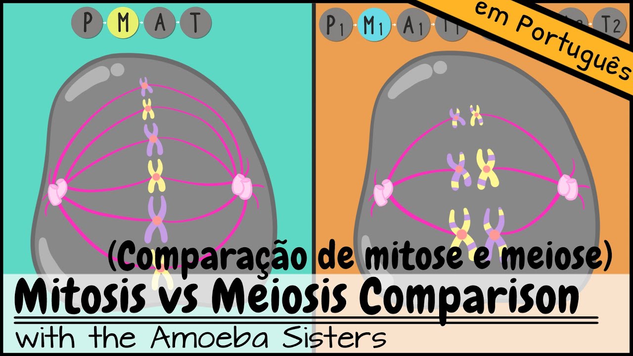 Comparação de mitose e meiose