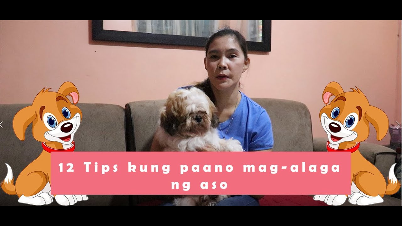 Putar video 12 Tips kung paano mag-alaga ng aso sekarang 12 Tips kung paano mag-alaga ng aso