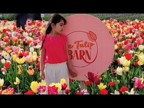 Tulip fields netherlands 2023 / The Netherlands in Spring :keukenhof and tulip barn