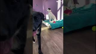 Video preview image #1 Unknown-Whippet Mix Puppy For Sale in Huntley, IL, USA