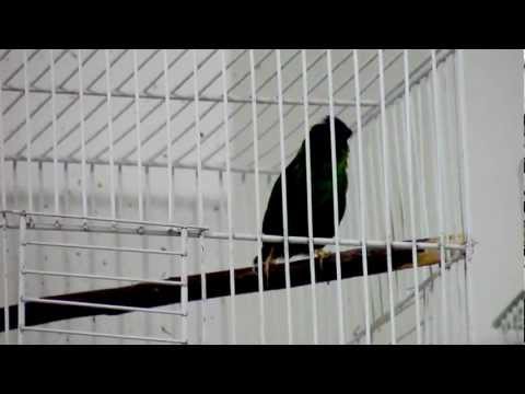 blue faced parrot finch singing