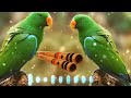 New Ringtone Morning Tone Koyal Bansuri Tone Status Viral Video Mr Rajpal Barman