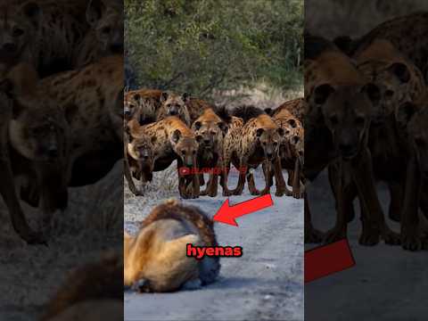 100 Hyenas VS Poor Lion Meet  in The Wild! - Blondi Foks #shorts
