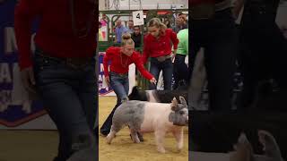 Download lagu Karis and Ice Man in Hog showmanship at The Exposition! #showpigs #livestock mp3