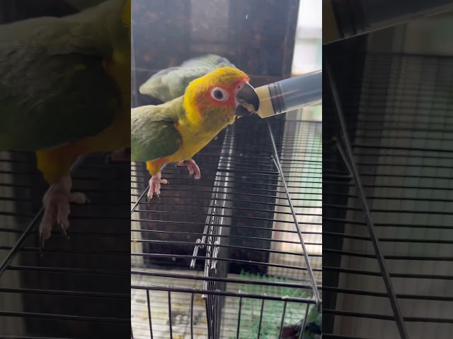 Vídeo relacionado con HIGGINS 466185 Higg Sunburst Food for Conure, 25-Pound by Higgins