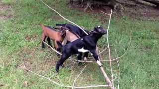 preview picture of video 'Homestead Dairy Goats: Baby goat update'