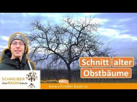 Alte Obstbäume richtig schneiden  - So bleibt dein Baum vital und gesund