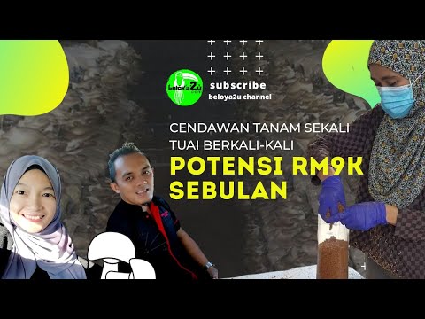 , title : 'POTENSI PENANAMAN CENDAWAN BONGKAH'