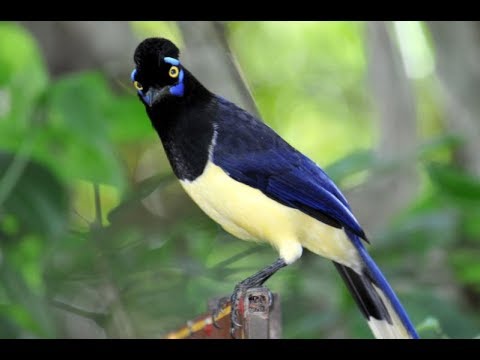 Urraca Común Cantando Sonido para Llamar El Mejor