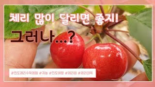 체리재배 꼭 이건만은 알고가자!