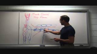Download Lagu Yoga Bio-Mechanics, Muscle Chains, Fascial Bands u0026 Fascial Tensegrity for Third Warrior Thumbnail
