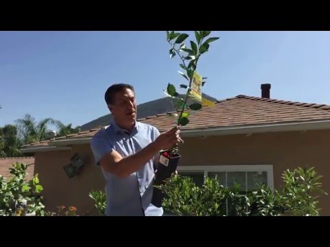 download lagu mp3 mp4 Lemon Varieties Australia, download lagu Lemon Varieties Australia gratis, unduh video klip Lemon Varieties Australia