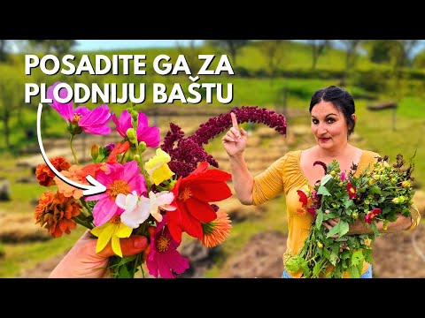 Plant These Flowers For A More Fruitful Garden! This is how you will save the seeds