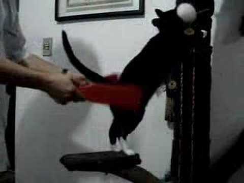 YouTube video about: Why does my cat like to be spanked?