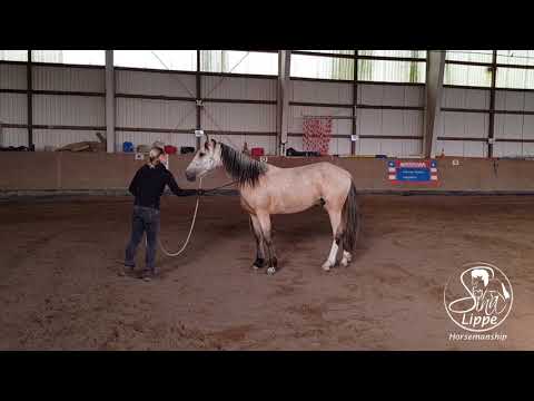 MUSTANG MAKEOVER 2018 Team Sina (TAG 4243) - Update 3