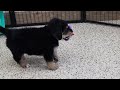 Mixed Breed dogs for sale: Arthur - Video 1