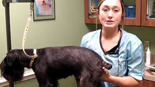 Pet Stylist (Groomer)