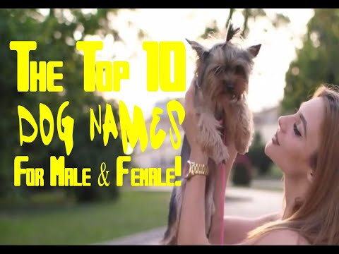 The Top 10 Dog Names For Male & Female!