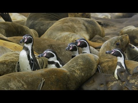 Penguins Crowd Surfing on Sea Lions