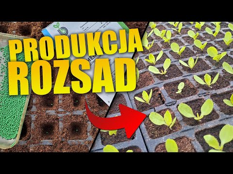 Co słychać w tunelu | Produkcja rozsady 2023 | Jak wygląda produkcja rozsad w gospodarstwie