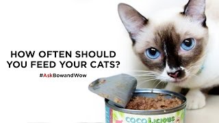 How Often Should You Feed Your Cats? #Askbowandwow