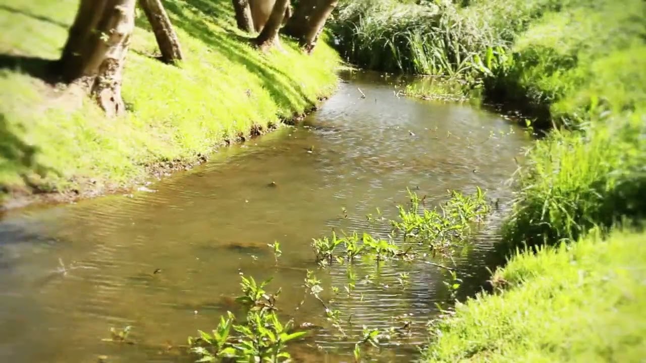 Gorgeous 4K Stock Footage: Stream on a Windy Day