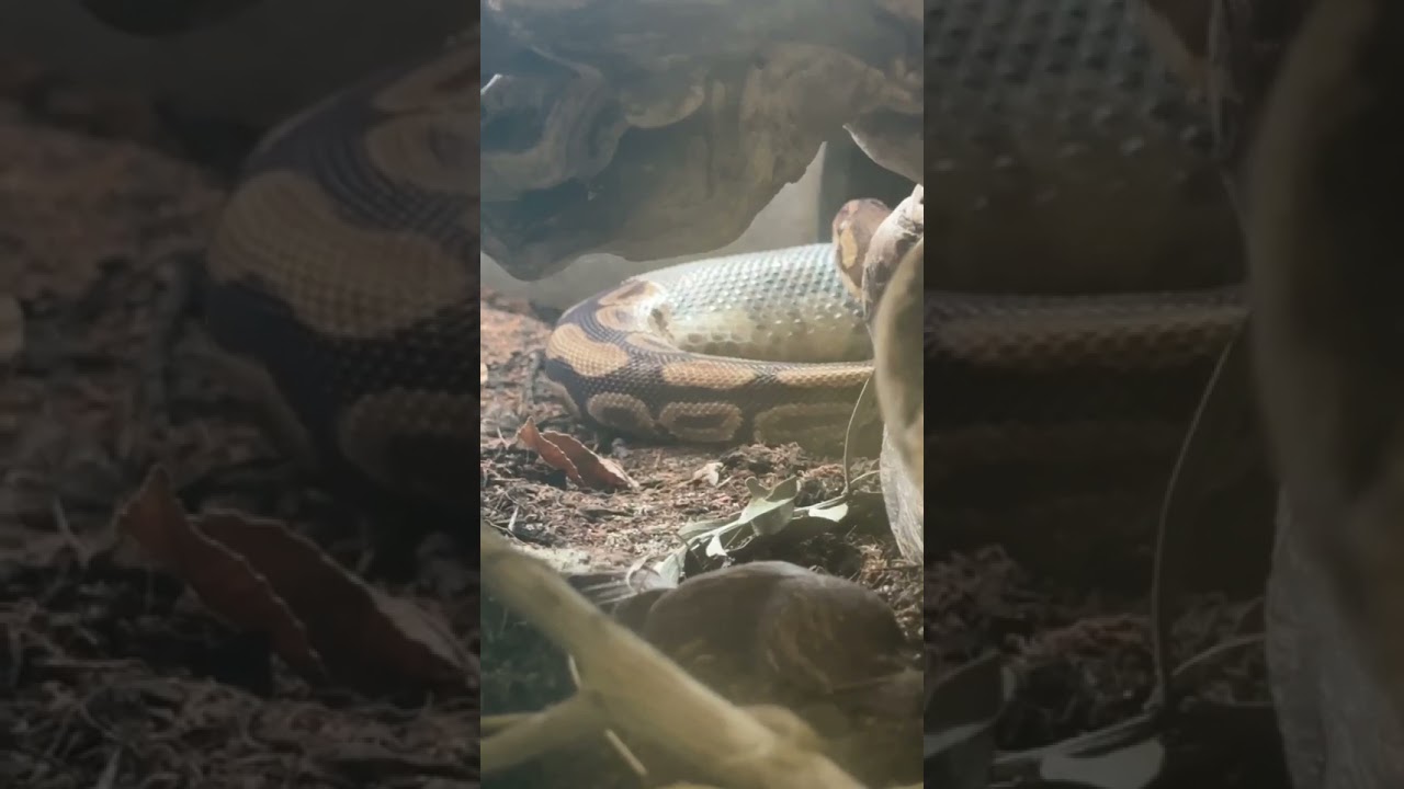 Karibu the ball python shedding a layer #animals #zoos