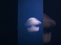Perfect Alien Jellyfish Israel Underwater Underwaterphotography Underwaterworld Sea