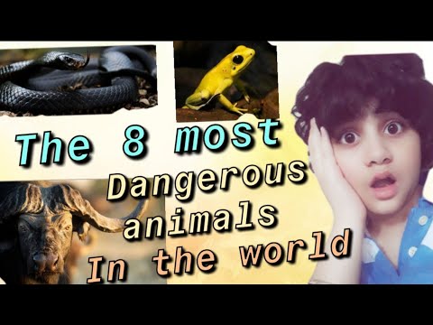 The 8 most dangerous animals in the world | Navita's thoughts and amazing facts