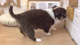 チワワ（ロング）の動画01