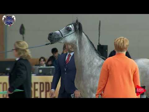 N 90 ARCANGEL DE AV   European Championship 2019   2 Years Old Colts Class 11