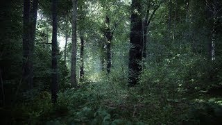 This Is How TES:6 Should Look - Kingdom Come Deliverance Ultra Modded (1440p 60fps)