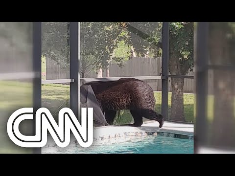 Urso invade casa e toma banho de piscina na Flórida | NOVO DIA