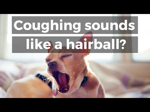 YouTube video about: When your dog has something in his mouth meme?