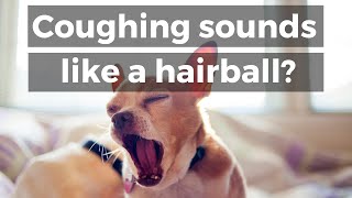 Dog Coughing Sounds Like a Hairball: Do This