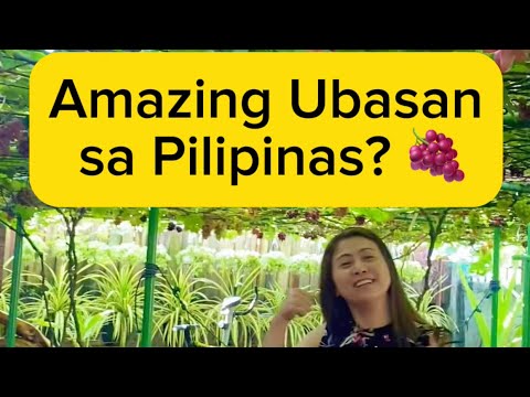AMAZING UBASAN SA PILIPINAS #grapes #vineyard #davao #philippines