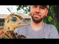 It’s time to release the PEACOCKS! ?